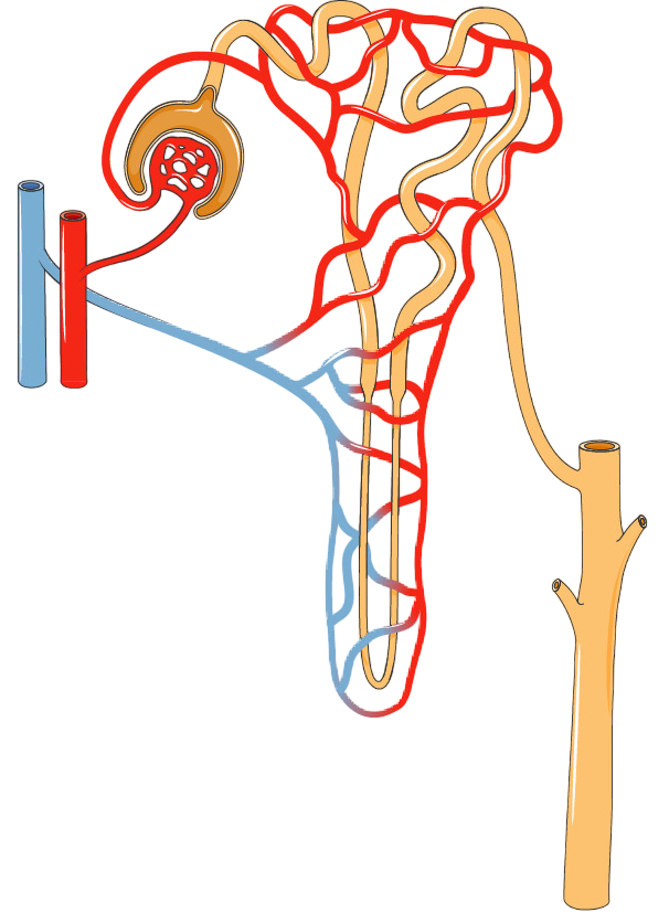 The diagram given below represents a nephron. Ultrafiltration of blood occurs in: ICSE Biology 2024 Specimen Paper Solved.