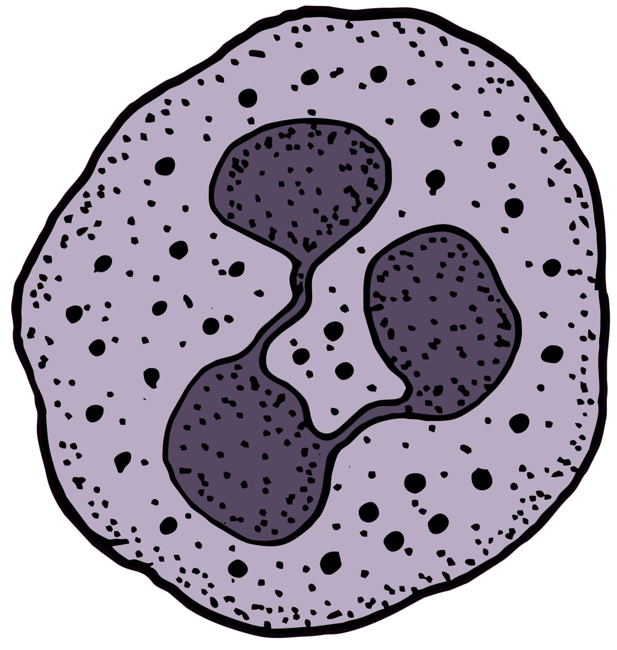 The diagram given below is that of a Neutrophil. ICSE Biology 2025 Specimen Paper Solved