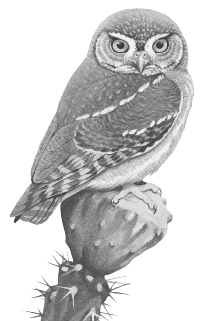 Owls are nocturnal animals. They are active at night and hunt small animals for food. Owls have large eyes and can see well at night. This is due to: ICSE 2025 Biology Solved Question Paper.