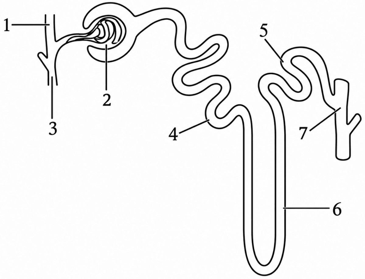 Which parts of the nephrons are present in the renal cortex and renal medulla? Specimen Paper 2027, ICSE Biology 2027 Specimen Paper Solved.