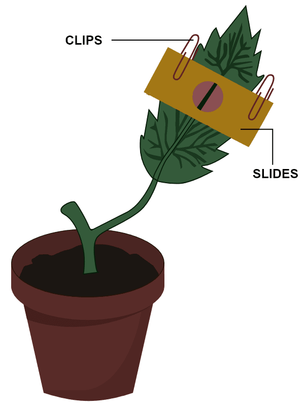 Given below is an experiment to demonstrate the magnitude of transpiration in a dicot leaf. Read the information given below and fill in the blanks. ICSE Biology 2024 Specimen Paper Solved.