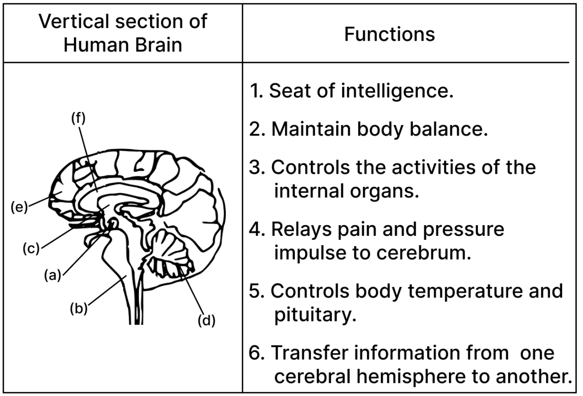 Given below is a vertical section of the human brain. Match the structures marked (a) to (e) with their correct functions. ICSE Biology 2024 Specimen Paper Solved.