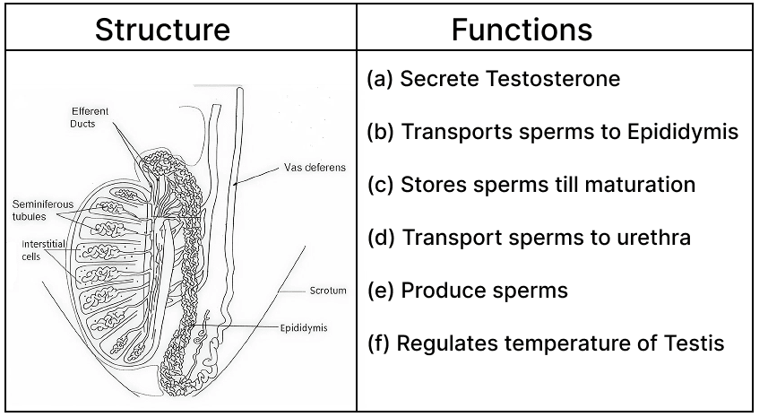 Study the diagram given below and match the structure with its function:. ICSE 2026 Biology Specimen Question Paper.