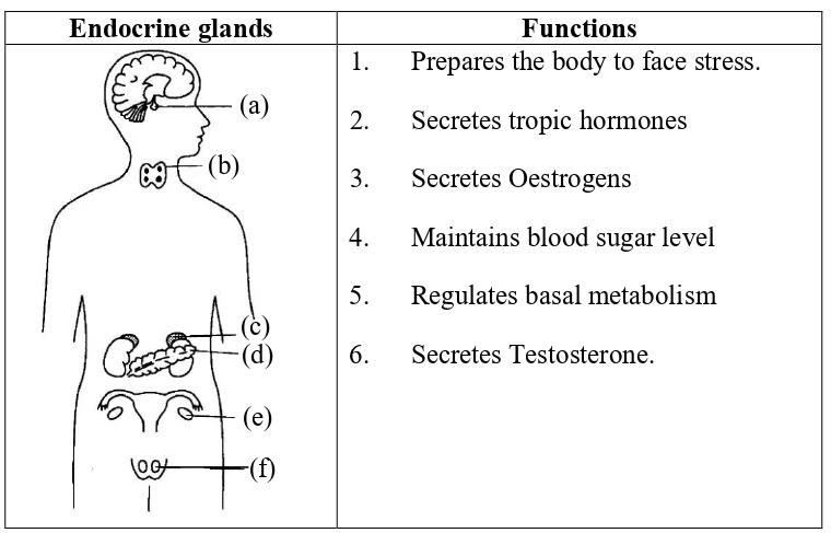 Given below is an outline of the human body showing the important endocrine glands. Match the glands marked (a) to (e) with their correct functions: ICSE 2025 Biology Solved Question Paper.