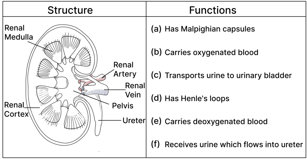 Study the diagram given below and match the structure with its functions. ICSE 2026 Biology Solved Question Paper.