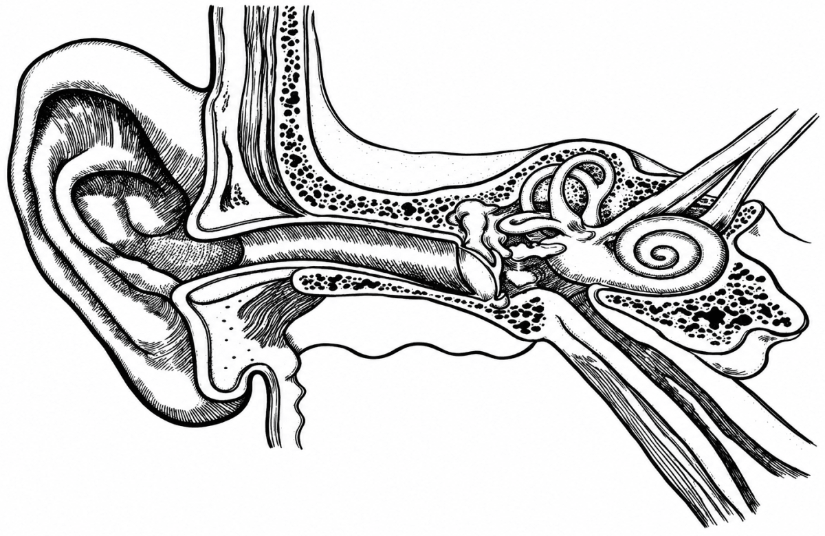 Given below is the transverse section of the human ear. Read the information below the diagram and fill in the blanks. Improvement Paper 2026, ICSE Biology 2026 Improvement Paper Solved.