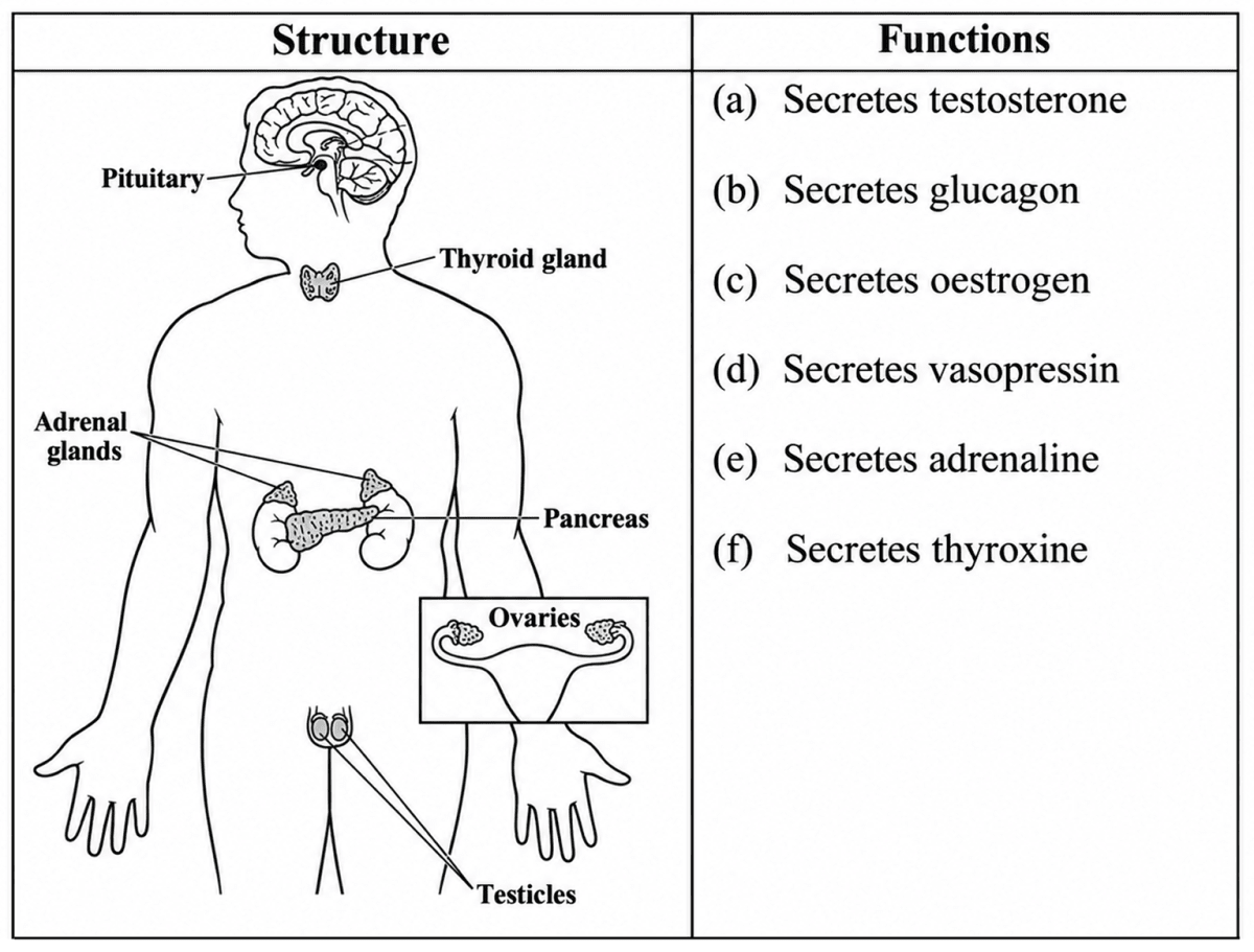 Study the diagram given below and match the gland with its functions: *Example: Thyroid gland – (f) secretes thyroxine*. Improvement Paper 2026, ICSE Biology 2026 Improvement Paper Solved.