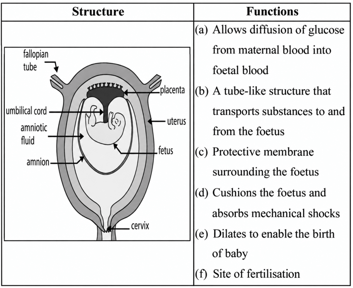 Study the diagram given below and match the structure with its function: Example: Fallopian tube – (f). Specimen Paper 2027, ICSE Biology 2027 Specimen Paper Solved.