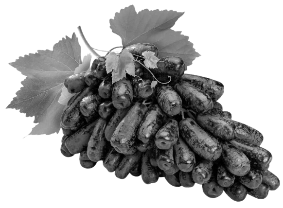 Ramesh is a farmer who has a vineyard and cultivates grapes. To improve the shape of the grapes and make them elongated he sprays a particular phytohormone at the time of fruiting. ICSE 2025 Biology Solved Question Paper.