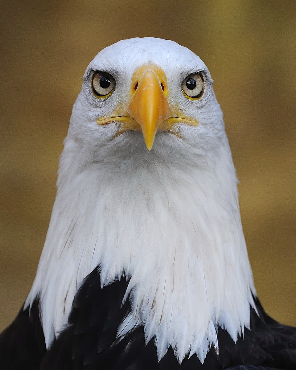 Given below is the picture of an eagle. ICSE 2026 Biology Solved Question Paper.