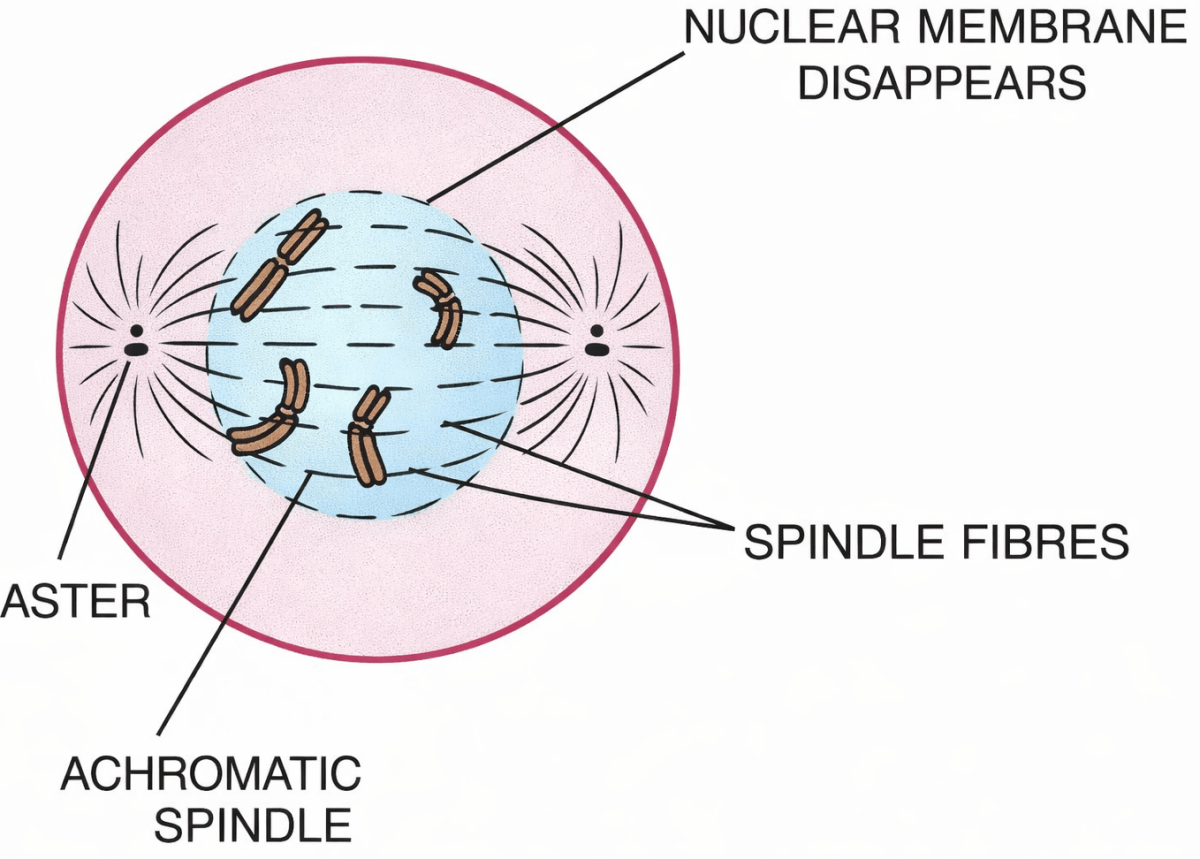 Draw a neat, labelled diagram of an animal cell showing the Prophase stage of Mitosis with four chromosomes. ICSE 2026 Biology Solved Question Paper.