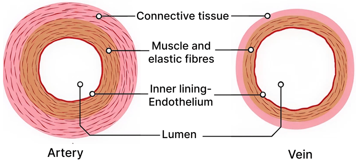 Draw a neat, labelled diagram of a cross section of an Artery and a Vein. ICSE 2026 Biology Specimen Question Paper.