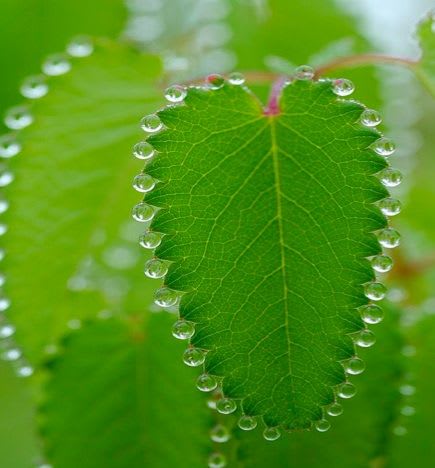 Navya is a high school biology student who recently visited a local farm as part of a school project. She observed water droplets on the leaves of certain plants early in the morning as shown in the figure. ICSE 2025 Biology Solved Question Paper.