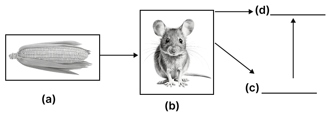 Complete the food chain by mentioning the names of the organisms in (c) and (d): ICSE 2025 Biology Solved Question Paper.