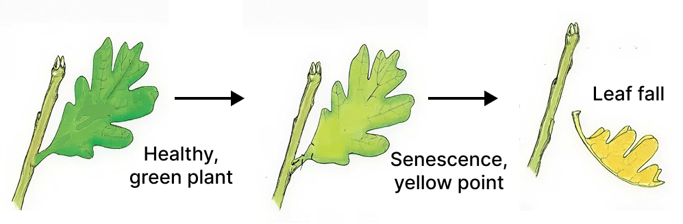 Plant hormones are produced in extremely low concentrations in plants to regulate the physiological processes and tropic movements. ICSE 2026 Biology Specimen Question Paper.