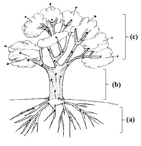 Given below is a picture of a tree. Mention the scientific phenomena occurring in the parts labelled (a), (b) and (c). ICSE 2025 Biology Solved Question Paper.