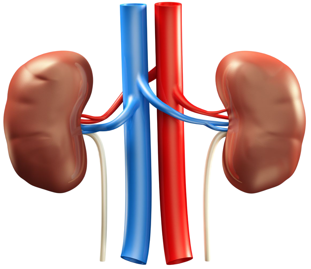Human kidney is a complex organ. Kidneys receive blood through blood vessels which directly branch from the Aorta. Inside each kidney are tiny functional units which filter the blood.
ICSE 2025 Biology Solved Question Paper.