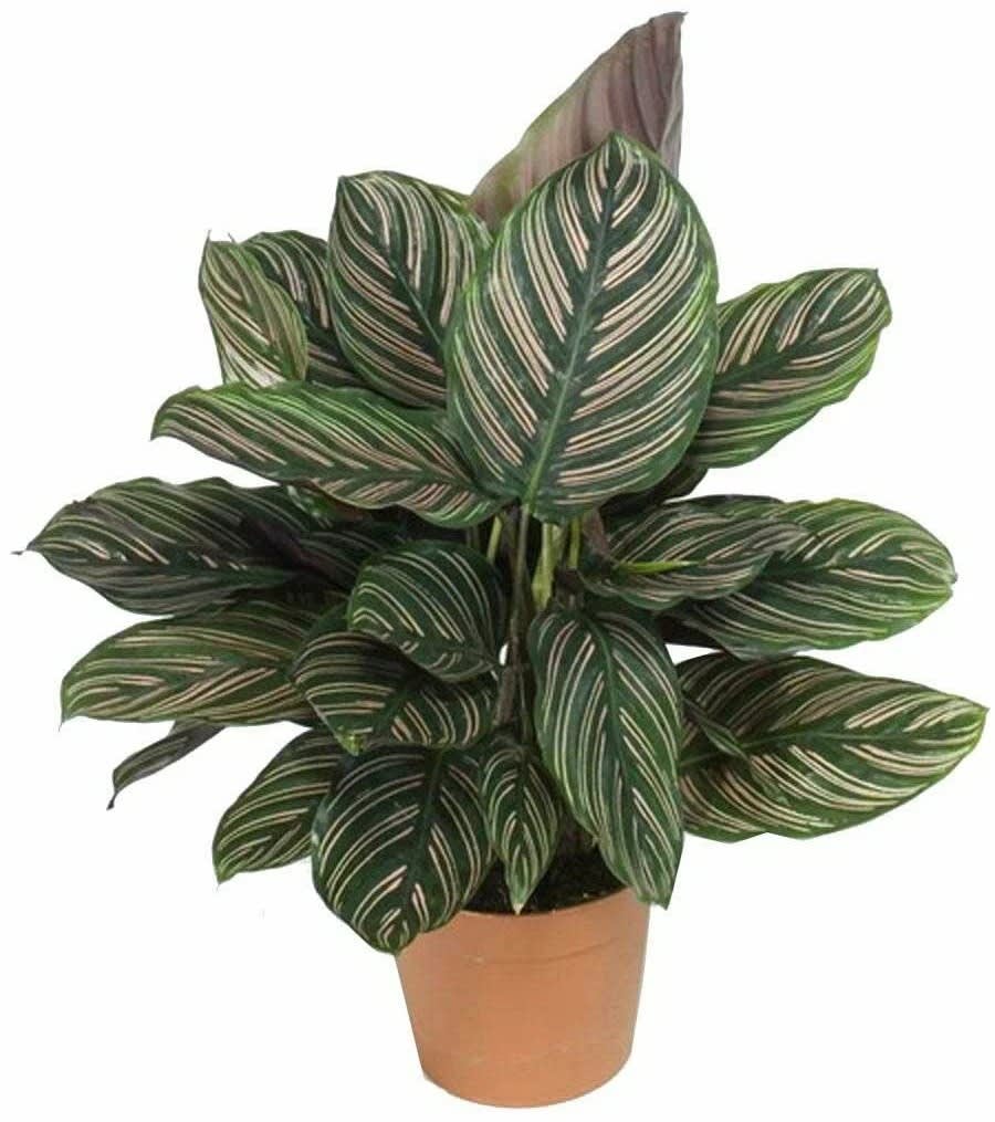 Surya used a plant with variegated leaves for an experiment on photosynthesis. He tested a leaf with iodine after keeping the plant in sunlight for a few hours. ICSE Biology 2025 Specimen Paper Solved