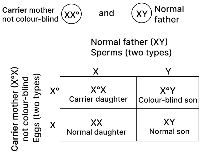 A colourblind child is born to a normal couple.. ICSE 2025 Biology Solved Question Paper.