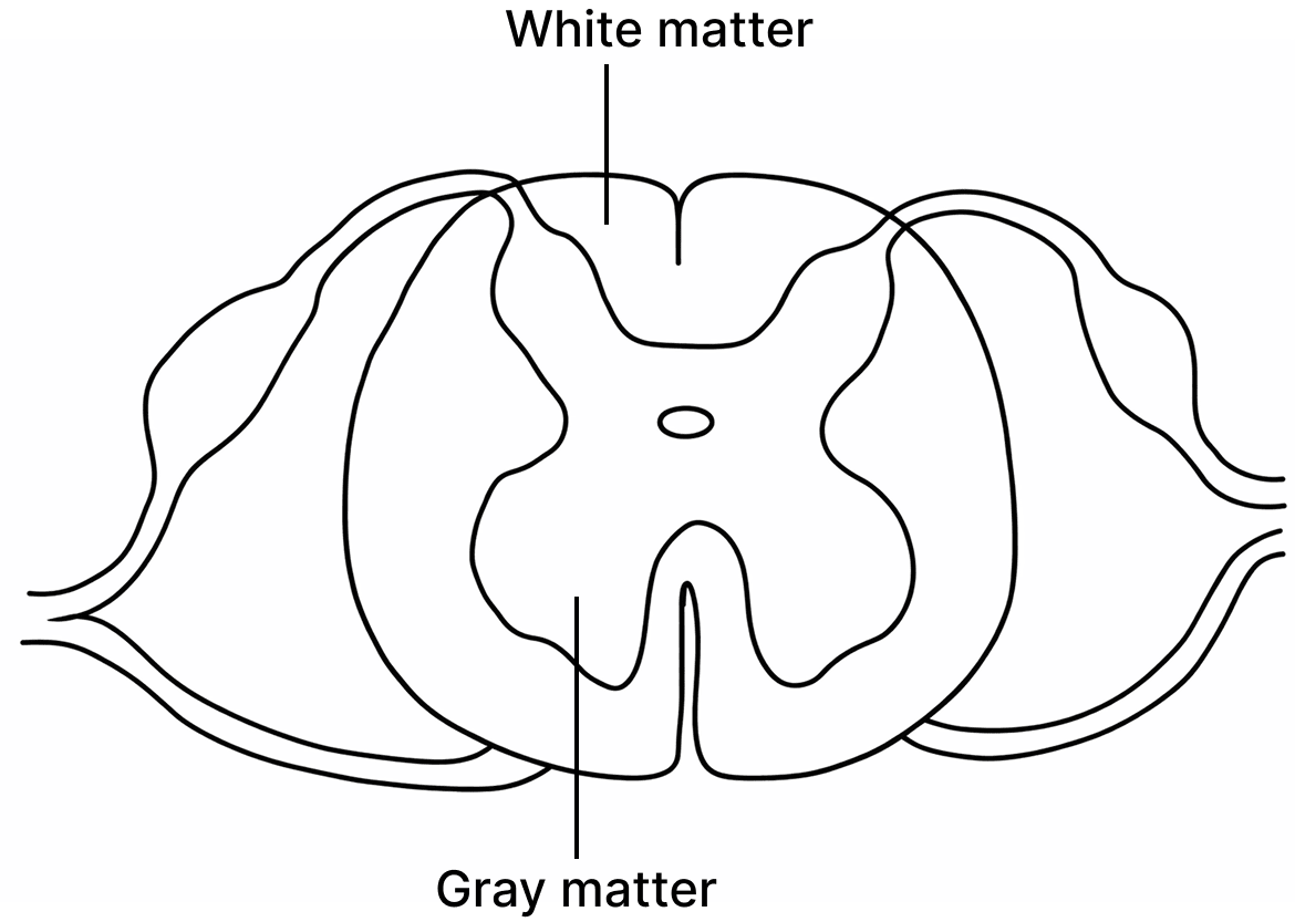 Label Gray matter and White matter. ICSE 2026 Biology Solved Question Paper.