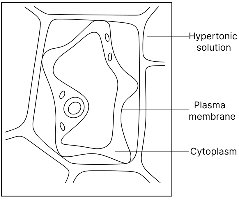 Given below is the diagram of a plasmolysed cortical cell of a root. ICSE 2025 Biology Solved Question Paper.