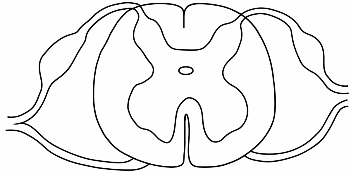 Copy the diagram given below. ICSE 2026 Biology Solved Question Paper.