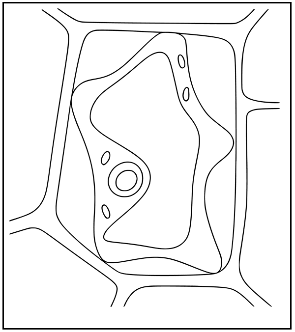 Given below is the diagram of a plasmolysed cortical cell of a root. ICSE 2025 Biology Solved Question Paper.