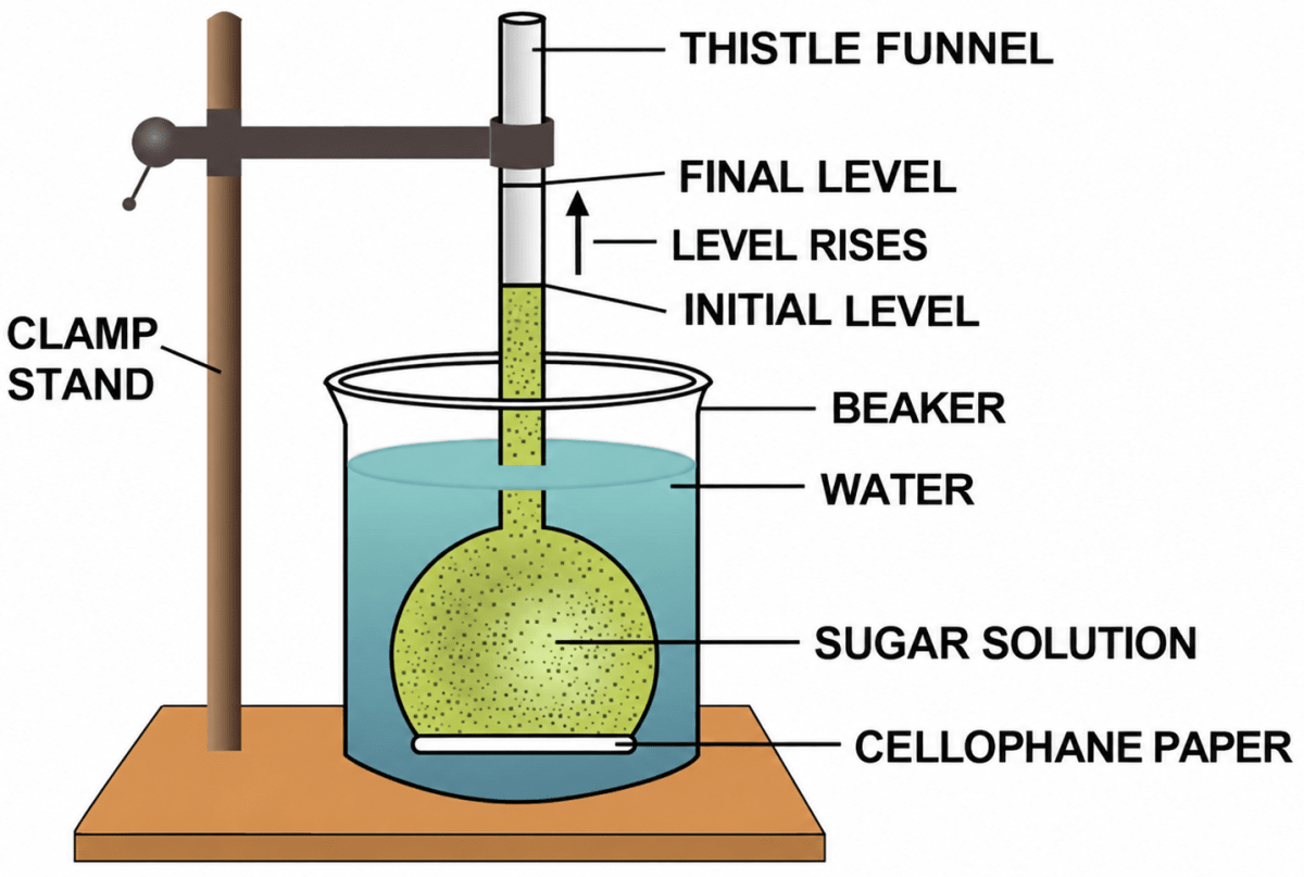 The experiment below shows the thistle funnel containing sugar solution. Define the phenomenon taking place in the above experiment. Improvement Paper 2026, ICSE Biology 2026 Improvement Paper Solved.
