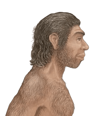 Based on the image of the Neanderthal Man given below, describe any two characteristic features of this human species. ICSE Biology 2024 Specimen Paper Solved.