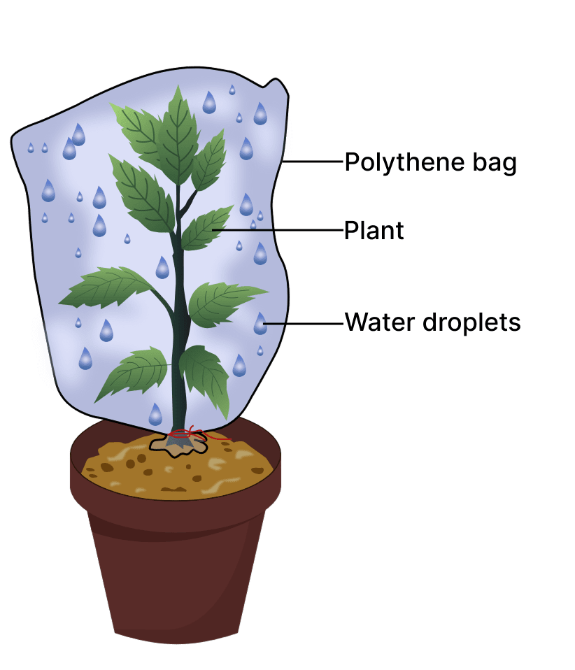 Meena covered a potted plant as shown below with a transparent plastic bag. She observed water droplets inside the bag after a few hours when kept in sunlight. ICSE 2026 Biology Specimen Question Paper.