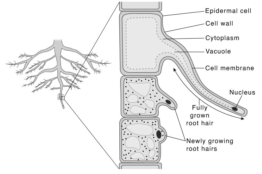 Draw a neat, labelled diagram to show the internal structure of a root hair. ICSE Biology 2025 Specimen Paper Solved