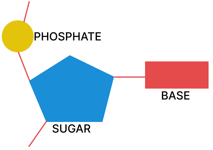 Draw a neat labelled diagram of a nucleotide. ICSE 2025 Biology Solved Question Paper.