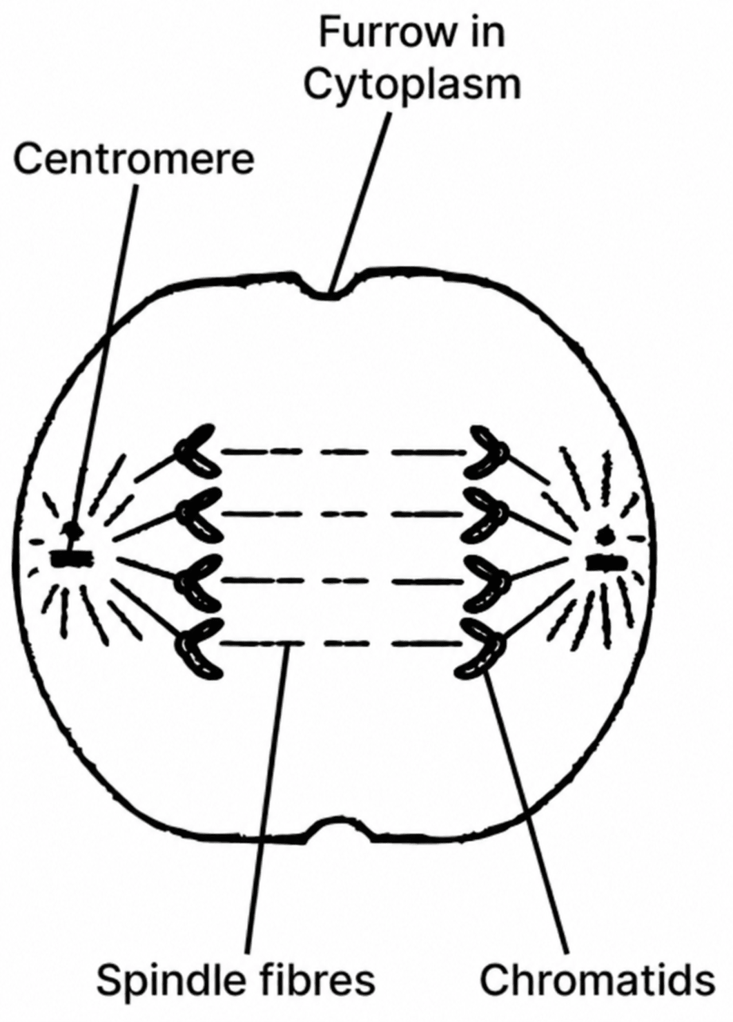 Draw a neat, labelled diagram to show Anaphase stage of mitosis in an animal cell having 4 chromosomes. Improvement Paper 2026, ICSE Biology 2026 Improvement Paper Solved.