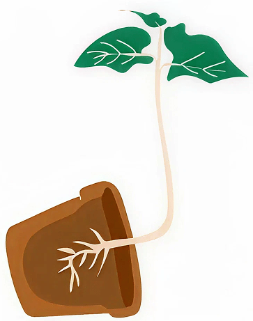 In a school experiment, a few students grow plants in pots placed horizontally as shown below. After a few days, the students observed that the roots bent downward, and the shoots curved upward. ICSE 2026 Biology Specimen Question Paper.