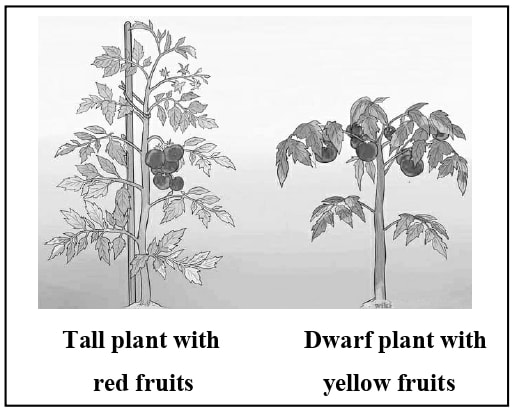 A farmer cultivates a unique species of tomato plants. The two traits selected for breeding were: Colour of the fruits and height of the plants. The farmer initially crosses a homozygous tall plant bearing red fruits with a dwarf plant bearing yellow fruits (ttrr) and the genotype of all the offsprings of the F1 generation was TtRr. ICSE 2025 Biology Solved Question Paper.