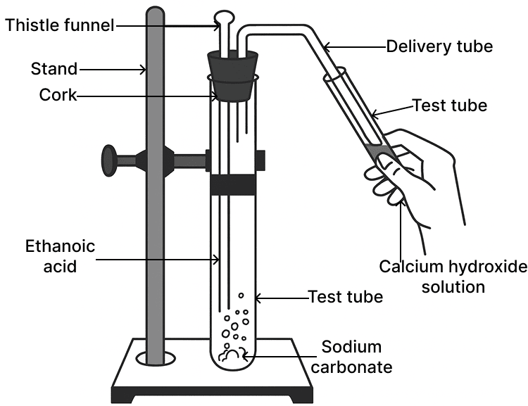 The gas evolved in the diagrammatic set up given below turns calcium hydroxide solution milky. The gas evolved is: ICSE 2025 Improvement Chemistry Solved Question Paper.