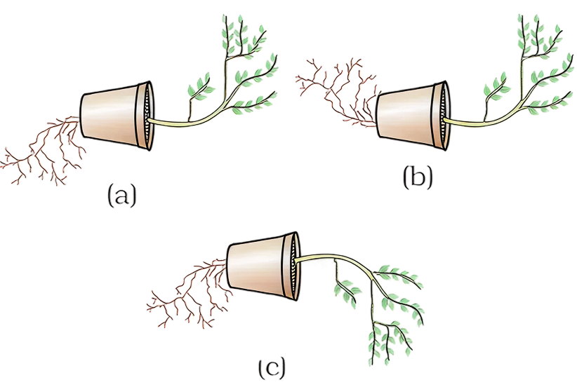 Among the three diagrams shown — (a), (b) and (c) — which one correctly represents the actual growth pattern of the plant and what is the reason for your choice? CBSE 2026 Science Class 10 Sample Question Paper Test.