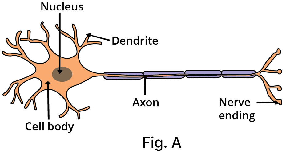 Draw and explain how the nerve cells help in transmission of impulses? CBSE 2026 Science Class 10 Sample Question Paper Solved.