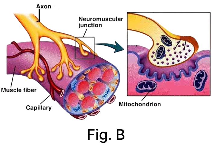 Draw and explain how the nerve cells help in transmission of impulses? CBSE 2026 Science Class 10 Sample Question Paper Solved.