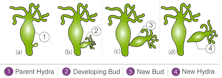 The labelled diagram to show different stages of budding in Hydra is given below : CBSE 2026 Science Class 10 Sample Question Paper Solved.
