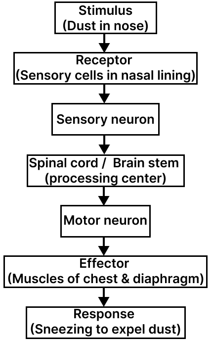 Define reflex action. With the help of a flow chart show the path of a reflex action such as sneezing. CBSE 2026 Science Class 10 Sample Question Paper Solved.