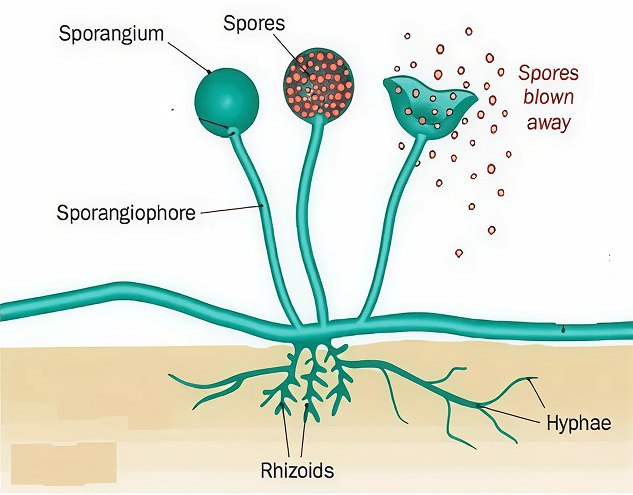 Rhizopus Combination Labeled