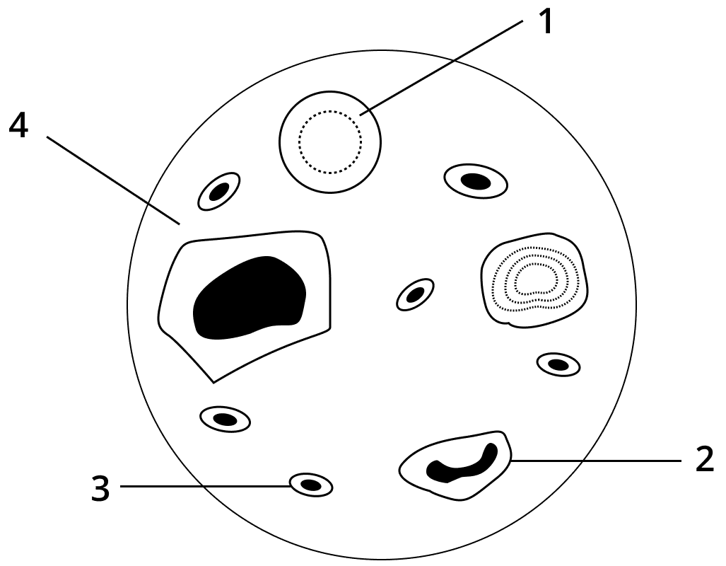 Given below is a diagram of a smear of human blood. Study the same and answer the questions that follow. Name the parts 1, 2, 3 and 4 indicated by guidelines. Mention two structural differences between the parts labelled 1 and 2. What is the main function of the parts labelled 1, 2 and 3 respectively? What is the life span of the part labeled 1? Name a soluble protein found in 4 which helps in clotting of blood. Circulatory System, Concise Biology Solutions ICSE Class 10.