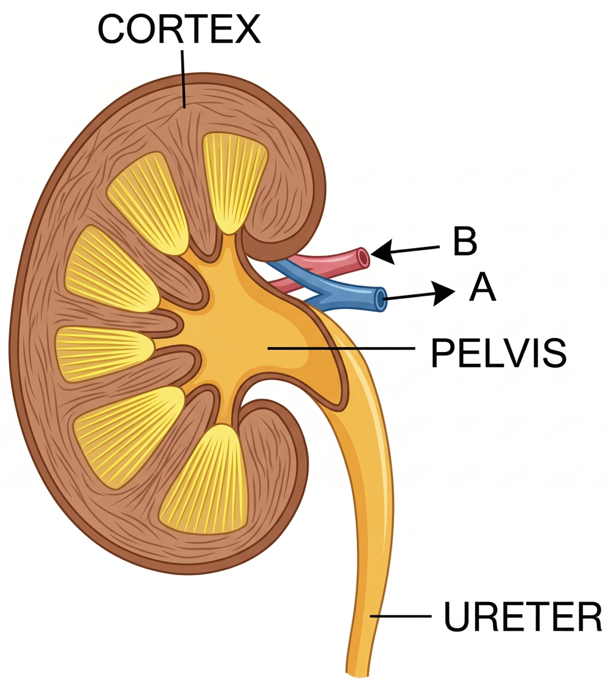 The figure represents a kidney tubule in humans and its blood supply. Name the part which consists of a knot-like mass of blood capillaries. Excretory System, Concise Biology Solutions ICSE Class 10.