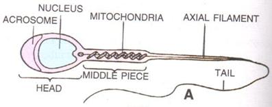 Given below is a portion of the diagram to show the diagrammatic highly magnified view of a single human sperm. Complete the diagram to show its internal structure. The Reproductive System, Concise Biology Solutions ICSE Class 10.