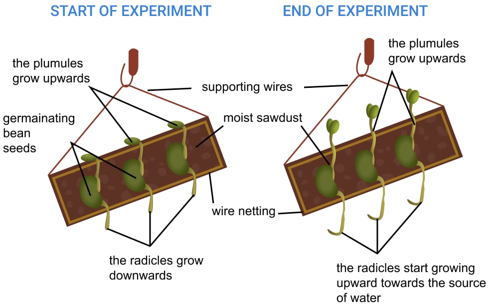 With the help of an experiment, prove that roots are more positively hydrotropic than geotropic. Chemical Coordination in Plants, Concise Biology Solutions ICSE Class 10.