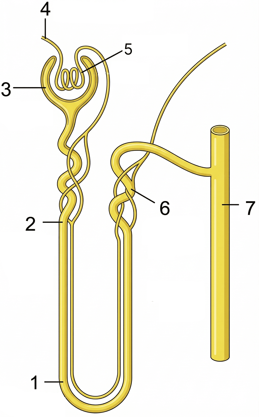 The figure represents a kidney tubule in humans and its blood supply. Name the part which consists of a knot-like mass of blood capillaries. Excretory System, Concise Biology Solutions ICSE Class 10.