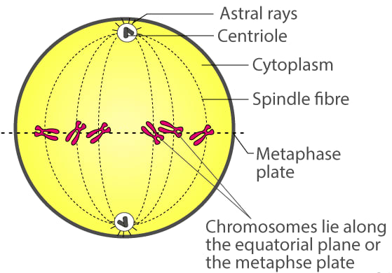 Chapter 2 Structure Of Chromosomes Cell Cycle And Cell Division 