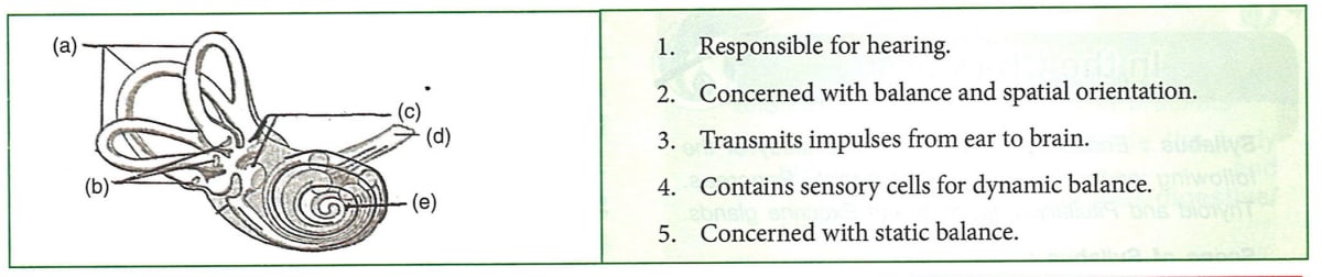Given below is the internal structure of the human ear. Match the structures marked (a) to (e) with their correct function. Cell Cycle, Cell Division, Chromosomes, Concise Biology Solutions ICSE Class 10.