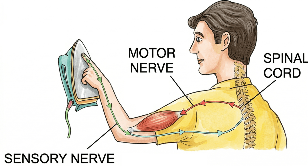 The figure given below shows a simple reflex, brought out by spinal cord, when a person touches a hot iron. The Nervous System, Concise Biology Solutions ICSE Class 10.